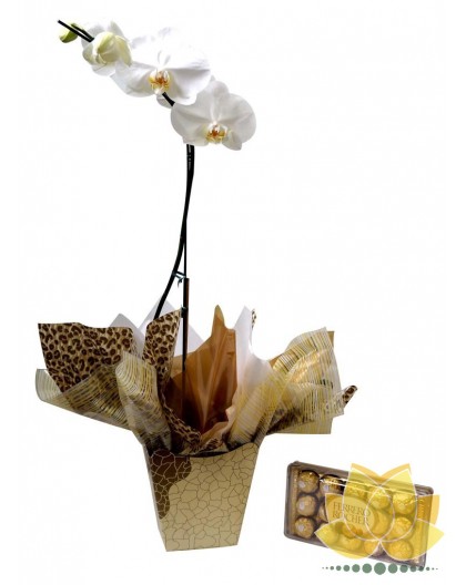 Orquídea e Chocolate