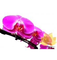 Phalaenopsis Lilás