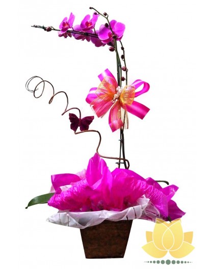 Orquídea Lilás - Floricultura Paula