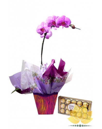 Orquídea e Chocolate - Floricultura Paula