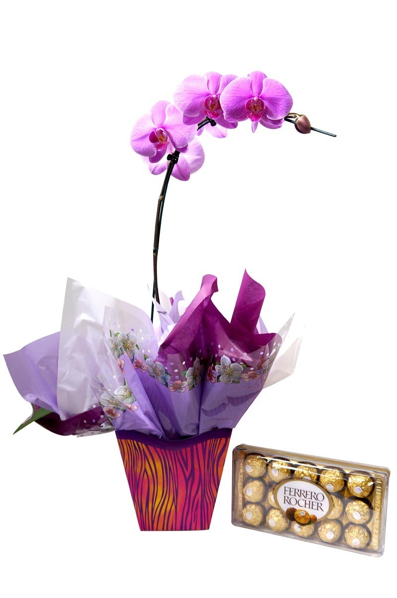 Orquídea e Chocolate - Floricultura Paula